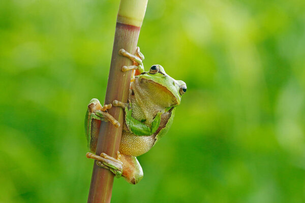 European tree frog