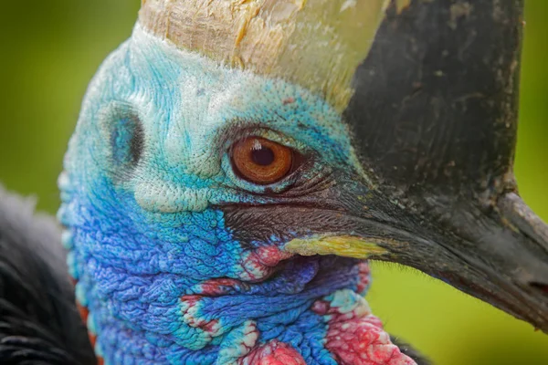 Güney cassowary ayrıntı portresi — Stok fotoğraf