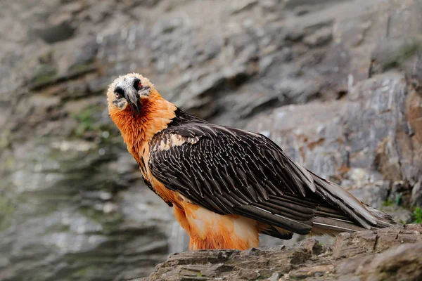 Detailporträt eines seltenen Bergvogels — Stockfoto