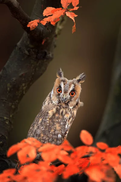 Long-eared Owl with orange leaves — Stock Photo, Image