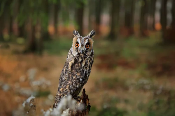 Long-eared Owl in coniferous forest — Stock Photo, Image