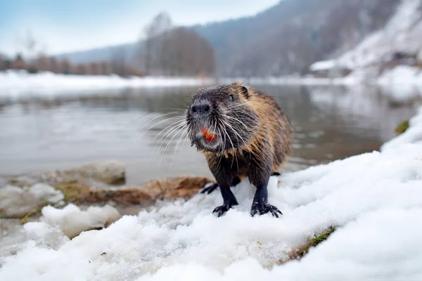 Nutria med snö under vintern — Stockfoto