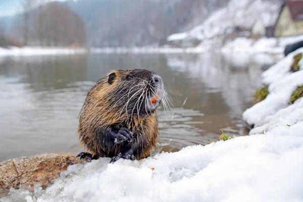 冬天海狸鼠雪 — 图库照片