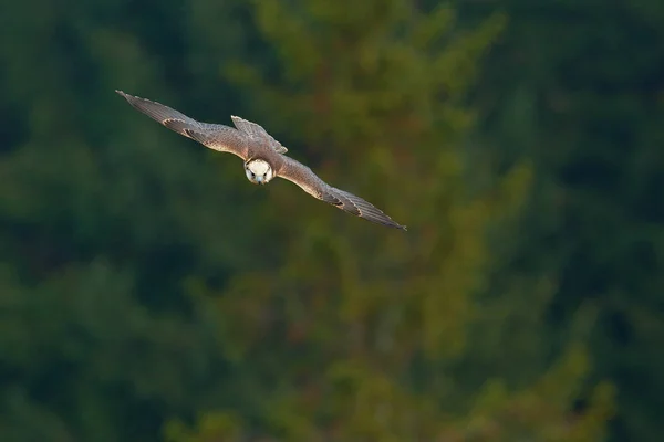 Saker falcon hunting. — 스톡 사진