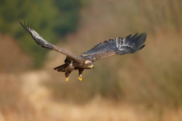 Vliegende donkere brawn Steppe Eagle — Stockfoto