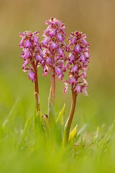 flowering European terrestrial wild orchid