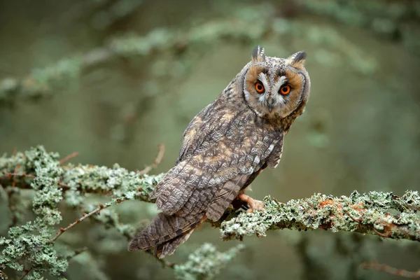 Hibou des marais assis sur une branche — Photo