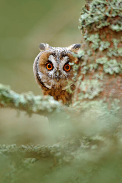 Long-eared Owl hidden on branch 