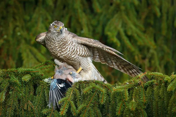 Habicht mit totem Eichelhäher an Fichte — Stockfoto