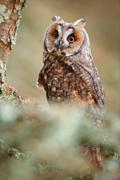 Long-eared Owl sitting on branch