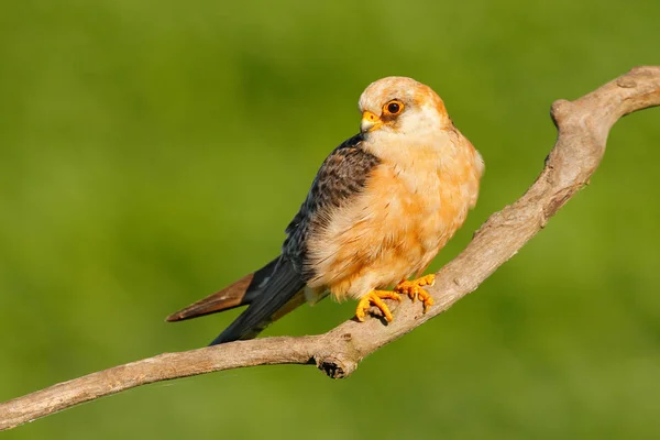Вугільна Falcon сидить на гілці — стокове фото