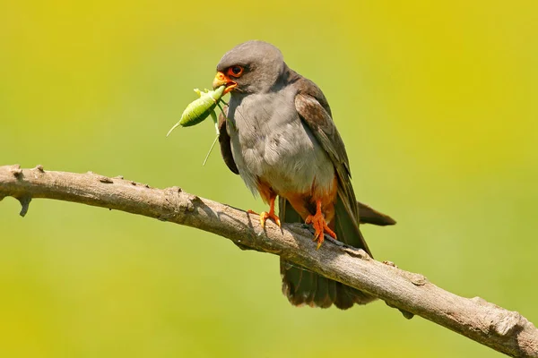 Falcon de patas rojas sentado en la rama —  Fotos de Stock