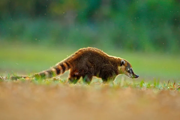 Coati sudamericano — Foto de Stock