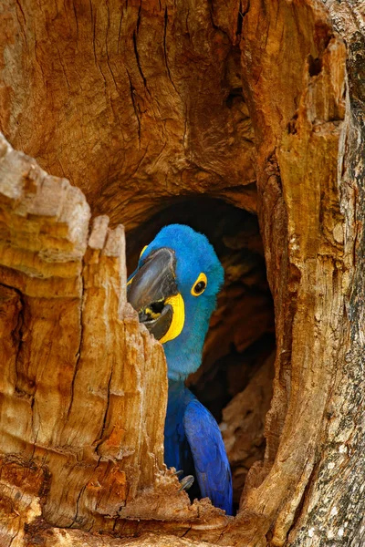 Hyacinth Macaw in tree nest cavity