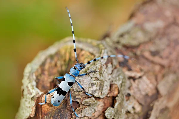 Hermoso incesto azul con antenas largas —  Fotos de Stock