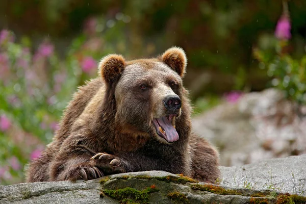 Коричневий ведмідь сидить на сірому камені — стокове фото