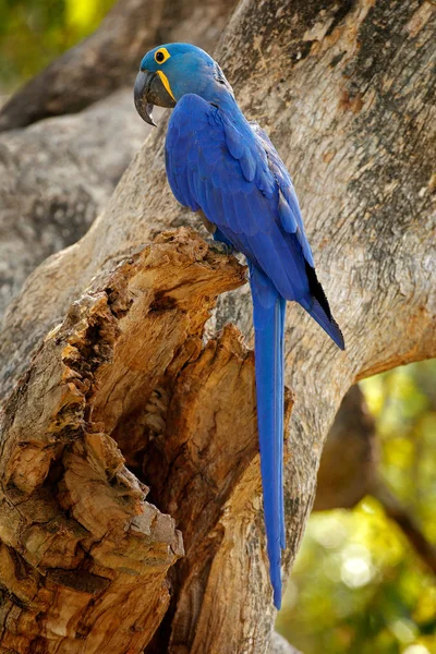 Porträtt av stora blå papegoja — Stockfoto