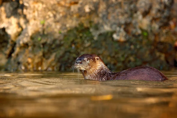 Nehir Neotropical Otter — Stok fotoğraf