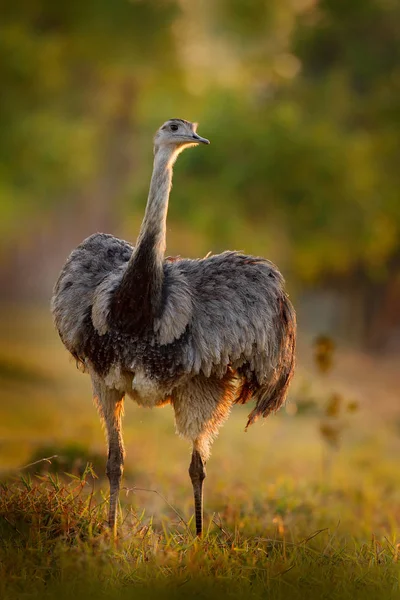 Kabarık tüylü büyük Rhea
