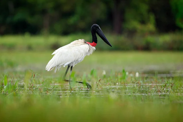 Птах Jabiru в зелені води з квітами — стокове фото