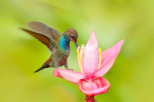Bird sucking nectar from pink flower — Stock Photo, Image