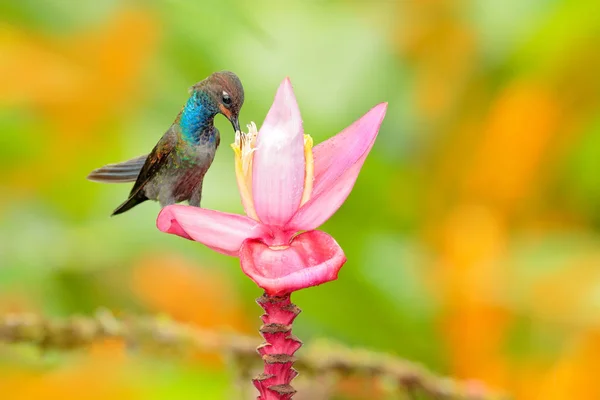 ピンクの花とハチドリ — ストック写真