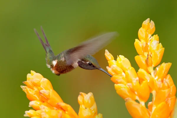 Hummingbird with yellow flower