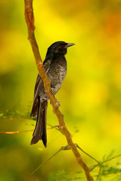 Drongo de cola de tenedor — Foto de Stock