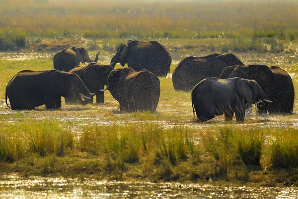 Elefanti africani nel Parco Nazionale del Chobe — Foto Stock