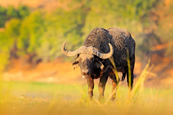 Buffalo stojící na břehu řeky — Stock fotografie