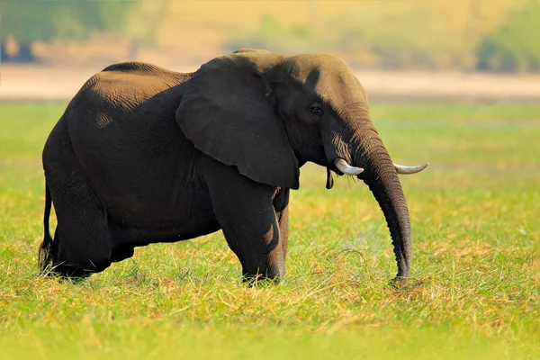 Afrikanischer Elefant läuft im Gras — Stockfoto