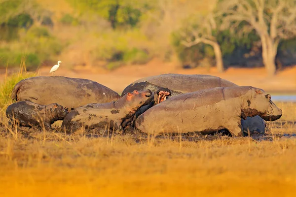 Young hippopotamuses in nature habitat — Stock Photo, Image