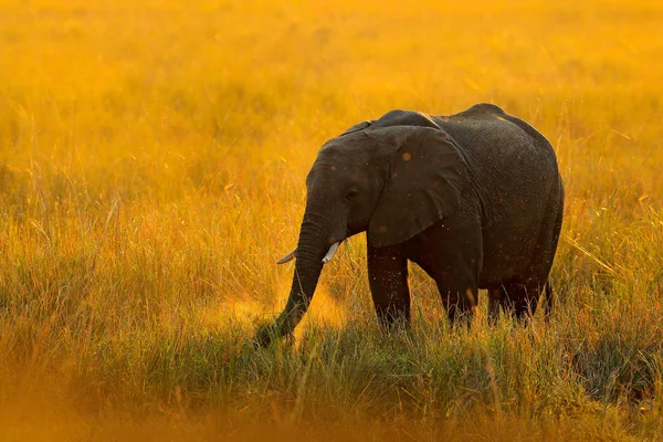 아프리카에서 일몰 시 코끼리 — 스톡 사진
