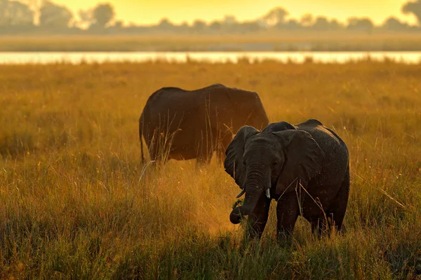 Elefantes al atardecer en África — Foto de Stock