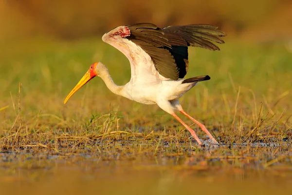 Gulnäbbad Stork promenader i vatten — Stockfoto