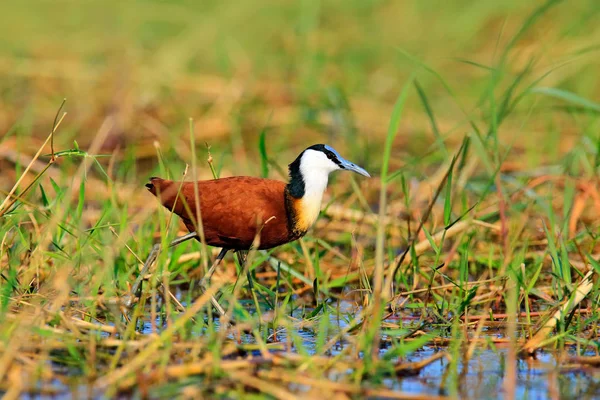 Africké jacana pták z Botswany — Stock fotografie