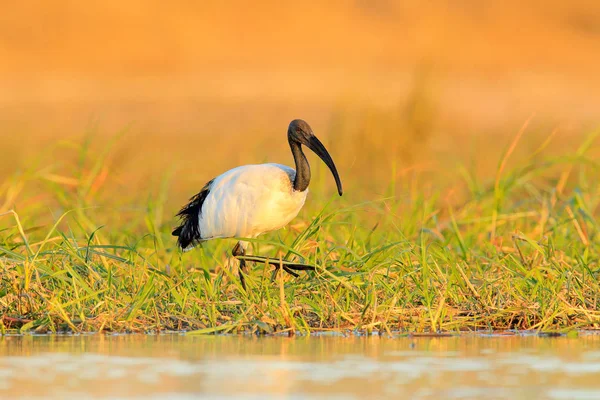 Bird in water grass — Stock Photo, Image