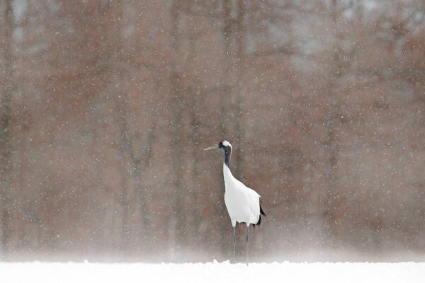 Red-crowned crane on snowy meadow
