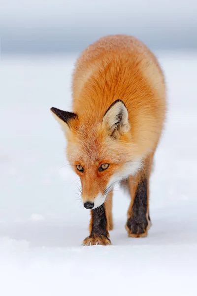Red fox in white snow.