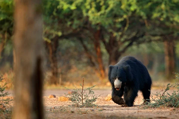 Urso-preguiça no Parque Nacional de Ranthambore — Fotografia de Stock