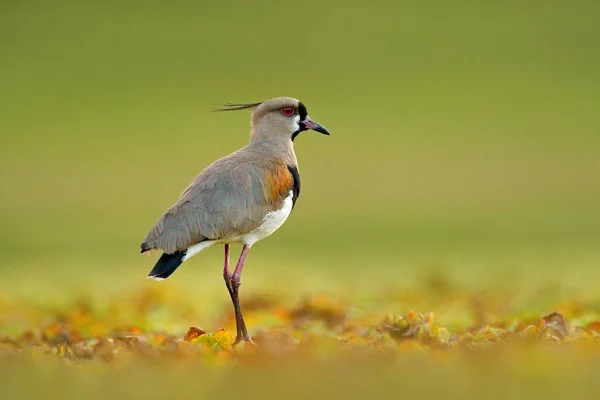 De exotische vogel water tijdens zonsopgang — Stockfoto