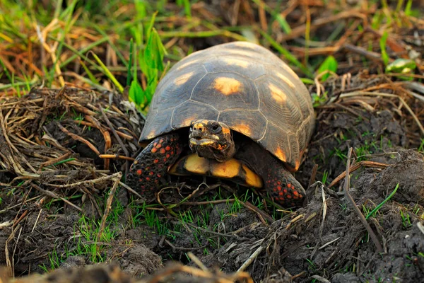 Ερυθρού-footed χελώνα από Pantanal — Φωτογραφία Αρχείου