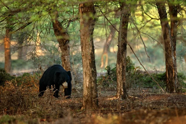 Ours paresseux dans le parc national de Ranthambore — Photo