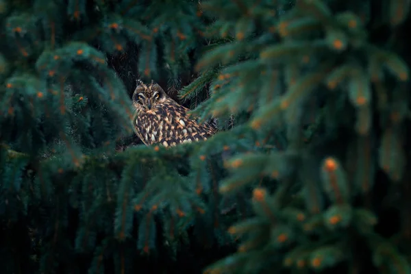 Short-eared Owl sitting on branch — Stock Image Short-eared Owl sitting on branch Stock Picture