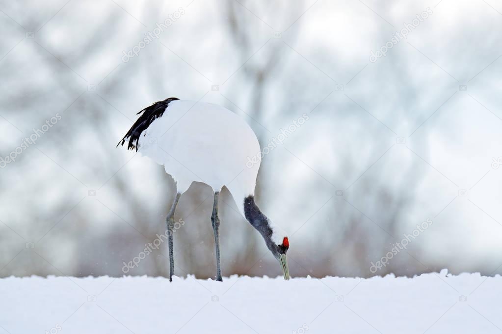 Red-crowned crane on snowy meadow
