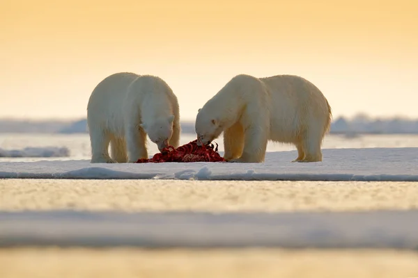 Two polar bears with killed seal. White bear feeding on drift ice with snow, Svalbard, Norway. Bloody nature with big animals. Dangerous baer with carcass. Arctic wildlife, animal food behaviour. — Stock Photo, Image