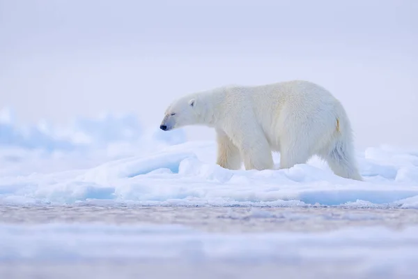在挪威海中,北极熊在白雪和水的漂流冰缘上生存. 欧洲斯瓦尔巴，大自然栖息地的白色动物。 大自然的野生动物场景. — 图库照片