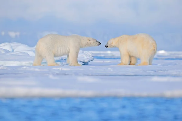 Kutup ayısı, Svalbard Denizi 'nde kar ve suyla buz tabakasının kenarına sürükleniyor. Doğa habitatında büyük beyaz bir hayvan, Avrupa. Doğadan vahşi yaşam sahnesi. Buzda yürüyen tehlikeli bir ayı.. — Stok fotoğraf