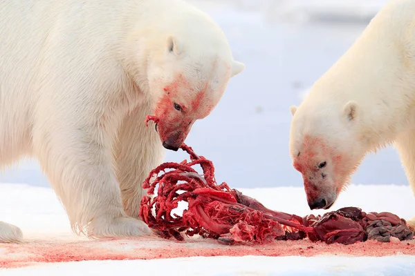 Клята природа. Полярний ведмідь на льоду. Поверхня небезпечного білого ведмедя в льоду з тюленячим тулубом. Дика природа Арктики. Кров "яна сцена з червоним кров" яним кістком тюленя.. — стокове фото