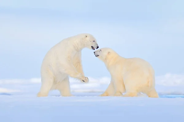 Eisbären tanzen Kampf auf dem Eis. Zwei Bären lieben Treibeis mit Schnee, weiße Tiere in der Natur, Spitzbergen, Norwegen. Tiere spielen im Schnee, arktische Tierwelt. Lustiges Bild in der Natur. — Stockfoto